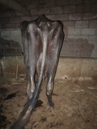 ભેંસ વેચવાની છે