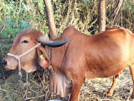 थंबनेल 3