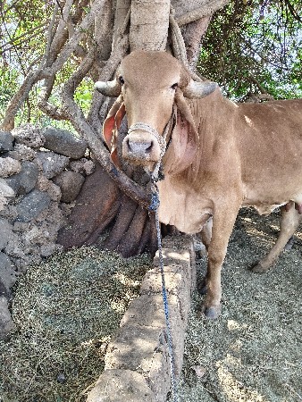 સોન કપીલા