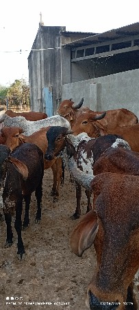 થંબનેલ 2