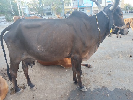 આખી કાળી ગાય છે વેચવાની છે ત્રીજું