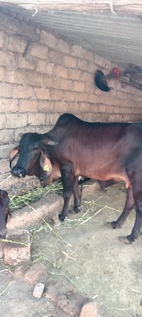 थंबनेल 3