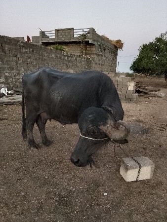 ભેંશ વેચવાની છે.