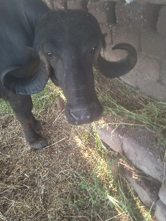 1.5મહીના ની કાસી