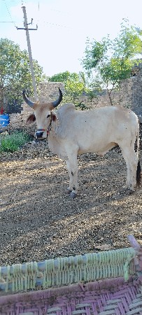 થંબનેલ 2