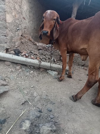 थंबनेल 2