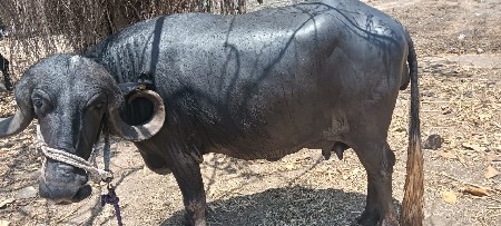 ભેંસ વેચવાની છે