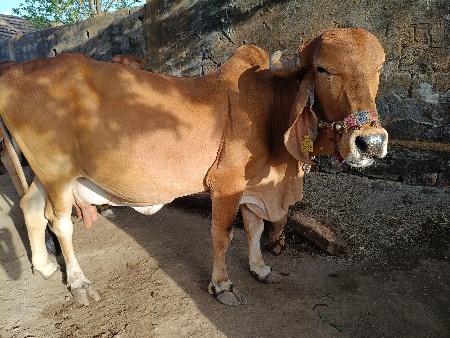 ગીર ગાય વેચવાની છે