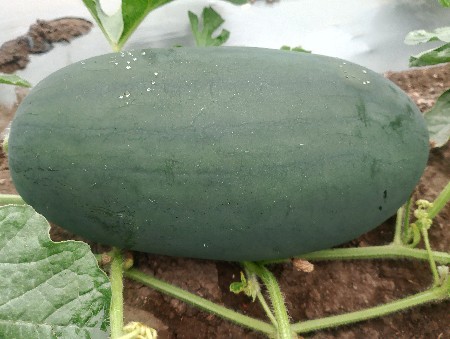 તરબુચ...ટ્રીકલ...અને...રેસાન