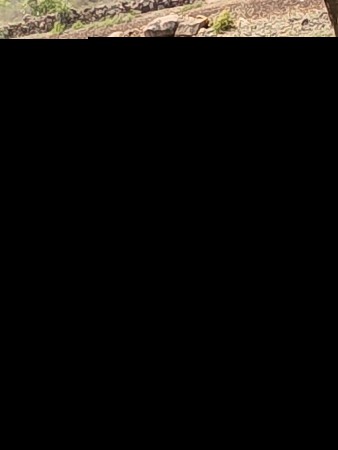 પાચ બોકડિ