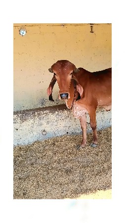 ખોડીયાર હાટુ કરવાનું છે