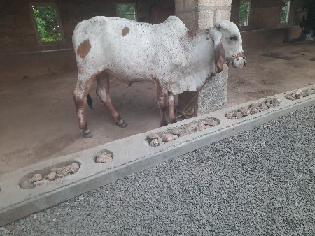 વાછરડી વેચવા ની છે