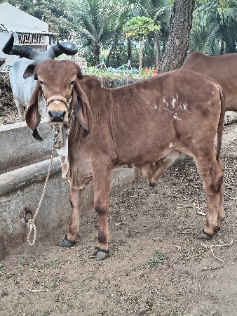 ખુટ વેચવાનો છે