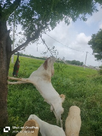 bakro vechvano bridar