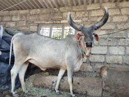 કાકરેજ ગાય