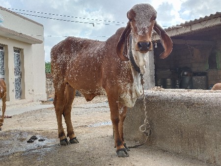 થંબનેલ 3