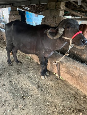 थंबनेल 2