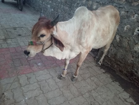 थंबनेल 2