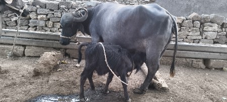 ભેંસ વેચવાની છે