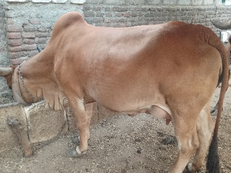 ગાય વેચવાની છે