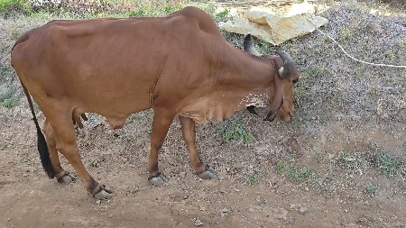 थंबनेल 2