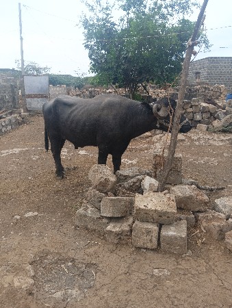 પાડોવેશવાનોસે