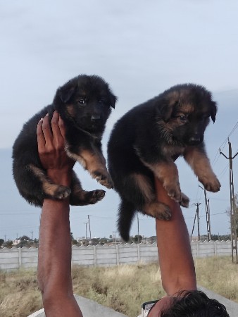 થંબનેલ 2