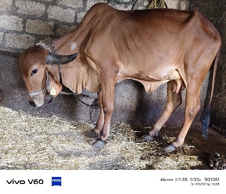 ગીર હોડકી