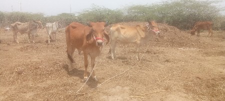 વડલા વેચ ચાહે