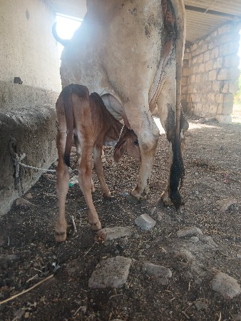 થંબનેલ 3