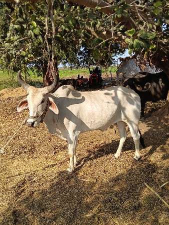 બીજી ધરના