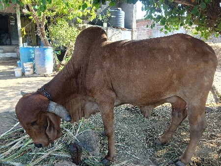 ગાય વેચવાની છે