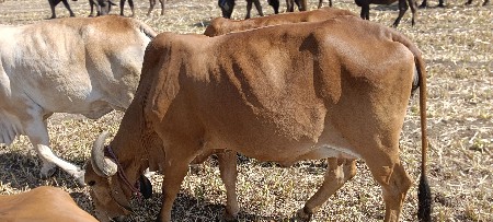 દેસી ગાય વેસવાની છે