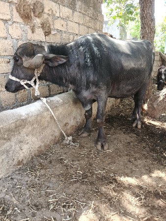 थंबनेल 3