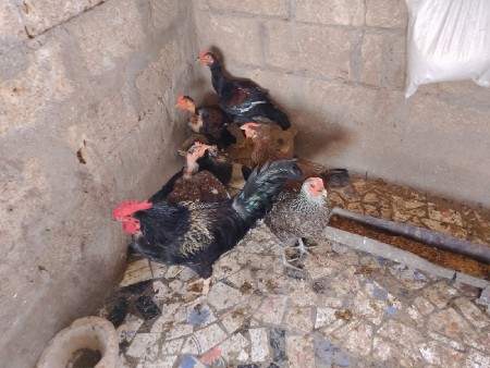 દેશી ૨ મરઘા અને 3 મરઘી