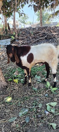 બકરા વેચવાની છે બકરા વેચવાના છે