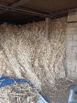 ઘાસ ચારા માટે