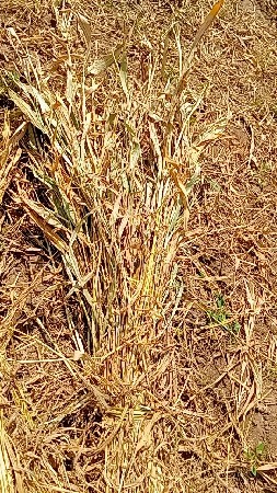 જૂવાર ની નીરણ વેચવાની છે