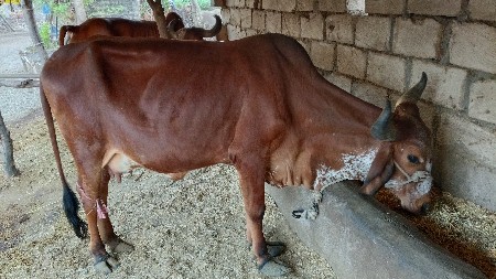 ગાય વેસવાની છે