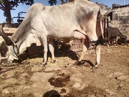 ગાય વેચવાની છે