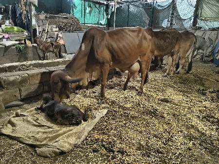 ગીર ગાય આપવાની સે