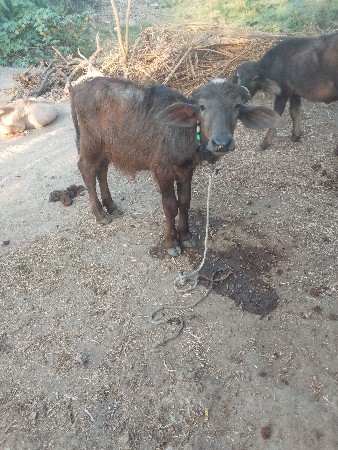 બિલકુલ વેચવાની છે