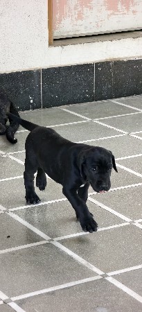 ગ્રેટડેન ફિમેલ પપ્પી