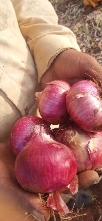 ડુંગળી વેચવા ની