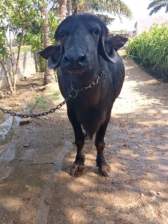 ખડેલી2દાતેસે