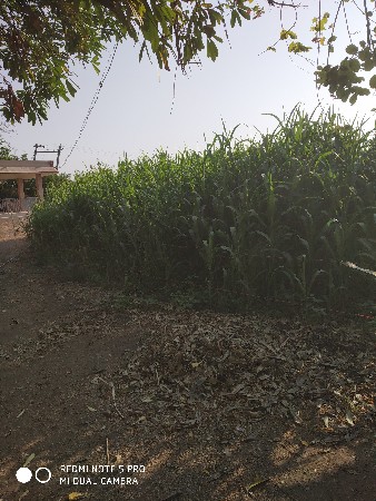 લીલી જુવાર.૪.વિધાની વેચવાની છે.