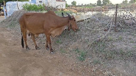 थंबनेल 3