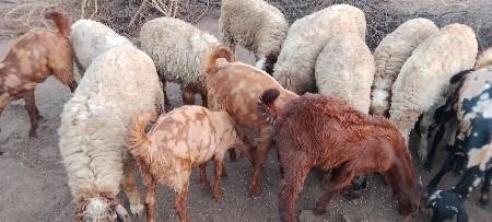 10 બોકડા નવ ઘેટા9