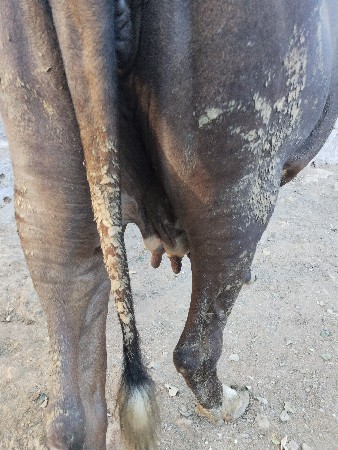 જર્સી ગાય વેચવાની છે