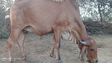 थंबनेल 3